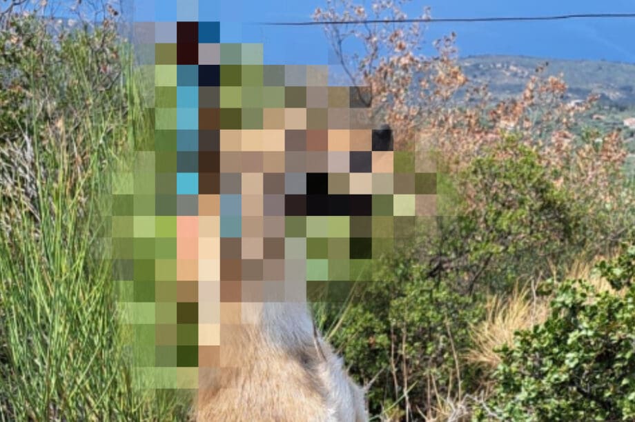 τσακάλι