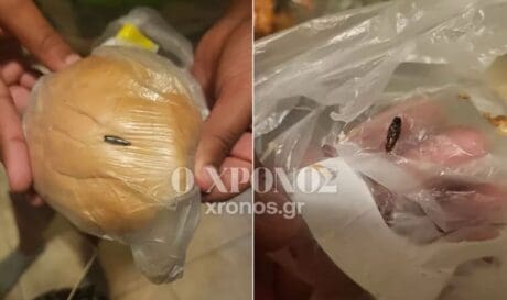 κομοτηνή κατσαρίδα