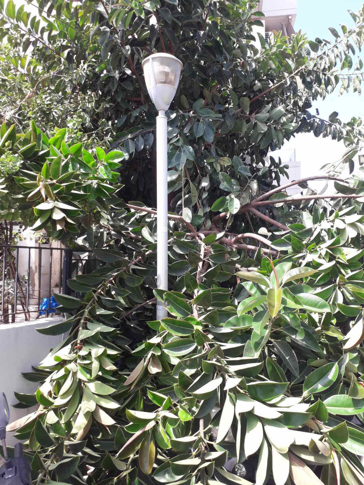 δέντρο