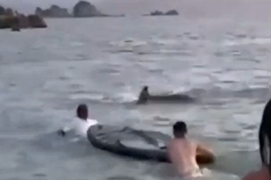 δελφίνι