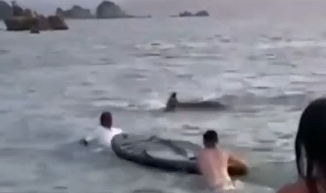 δελφίνι