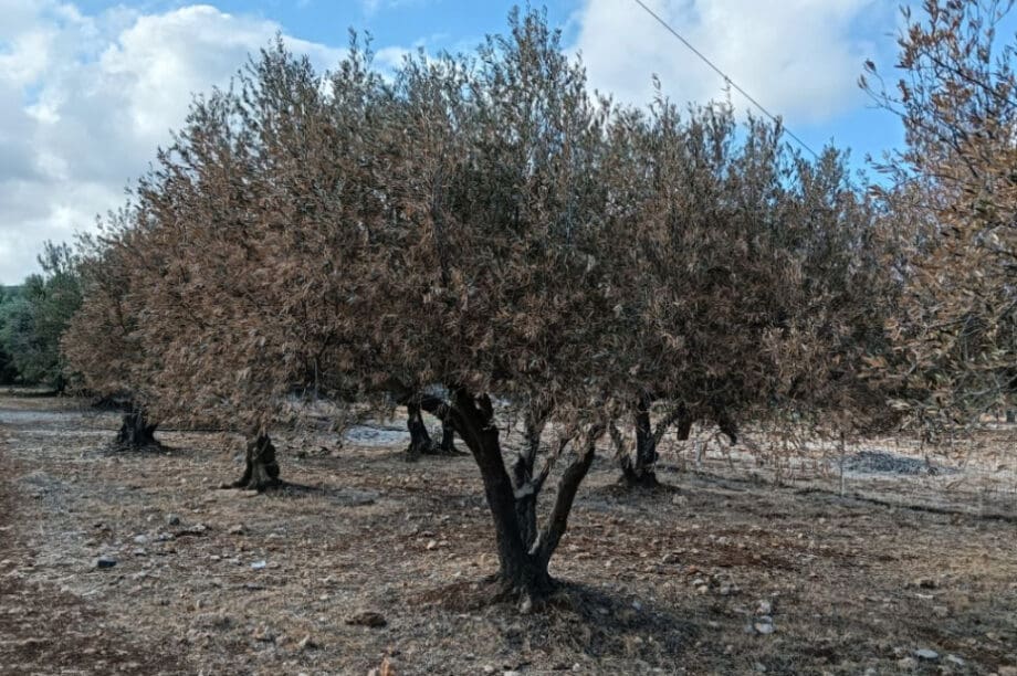 ελαιωνας ελια βερτισιλλίωση