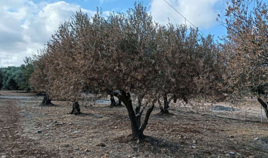 ελαιωνας ελια βερτισιλλίωση