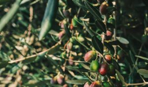 Ελαιόλαδο: Αυξομειώσεις στις τιμές στο ράφι – Οι πρώτες εκτιμήσεις για τη φετινή παραγωγή