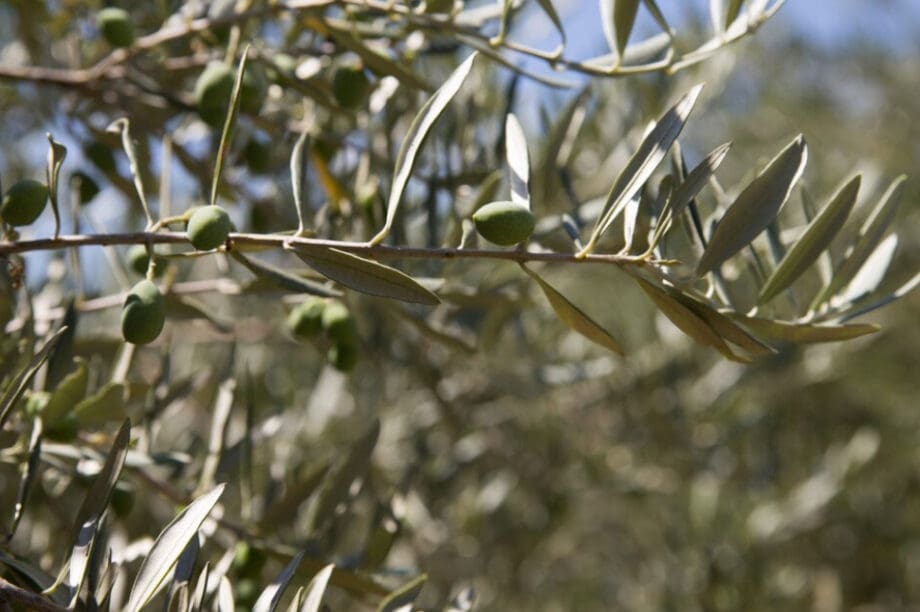 ελιά ελαιοπεριεκτικότητα
