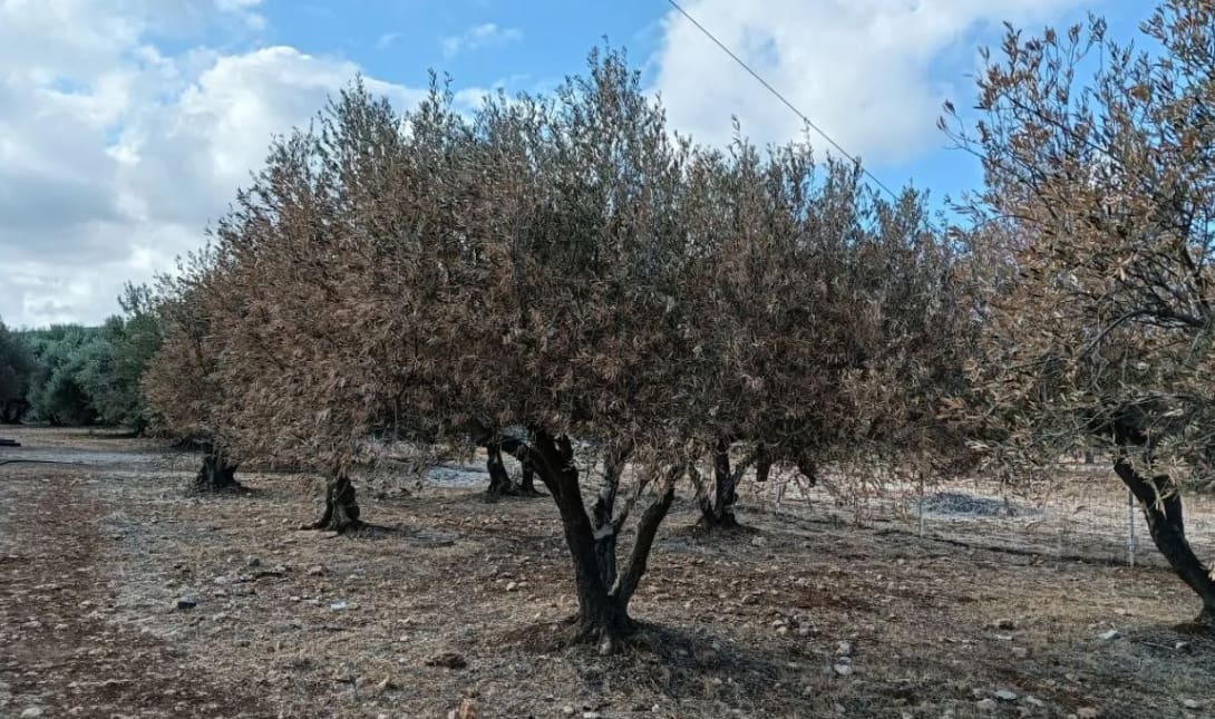 ΞΗΡΑΣΙΑ ΕΛΙΕΣ ΖΗΜΙΕΣ ΕΛΑΙΩΝΕΣ ΗΡΑΚΛΕΙΟ