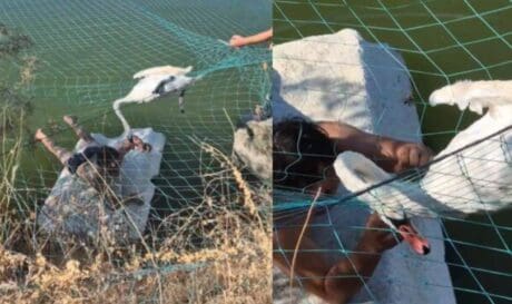 κύκνος