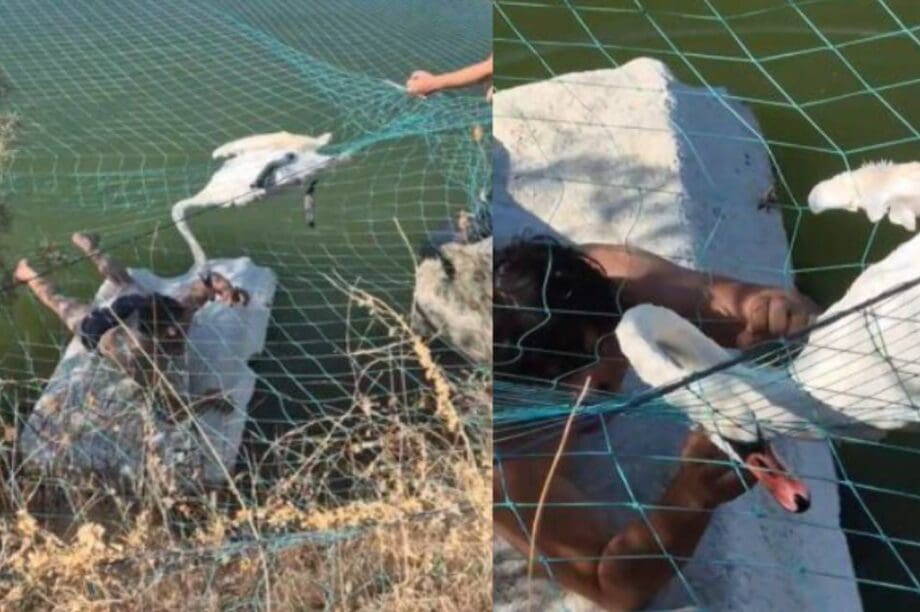 κύκνος