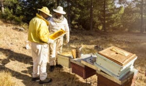 Οι μελισσοκόμοι των Χανίων δίνουν το παρών στο Σύνταγμα για το πανελλαδικό συλλαλητήριο