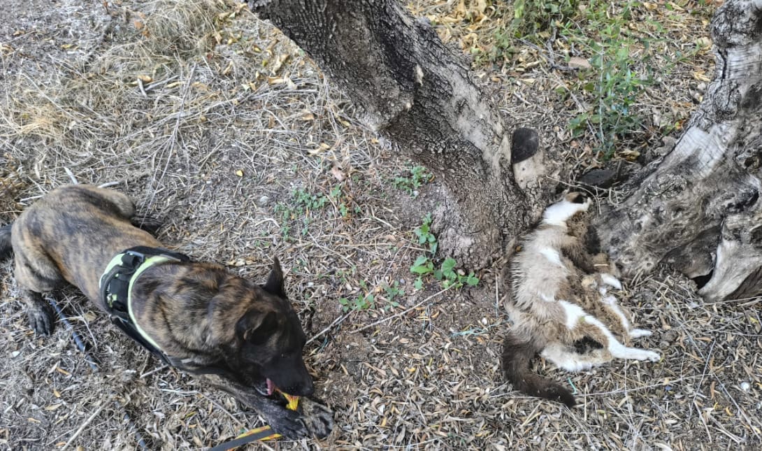 νεκρές γάτες