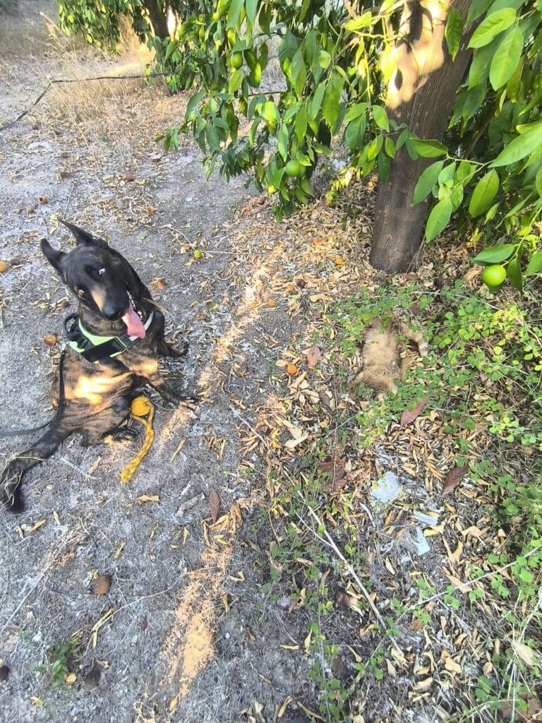 νεκρές γάτες