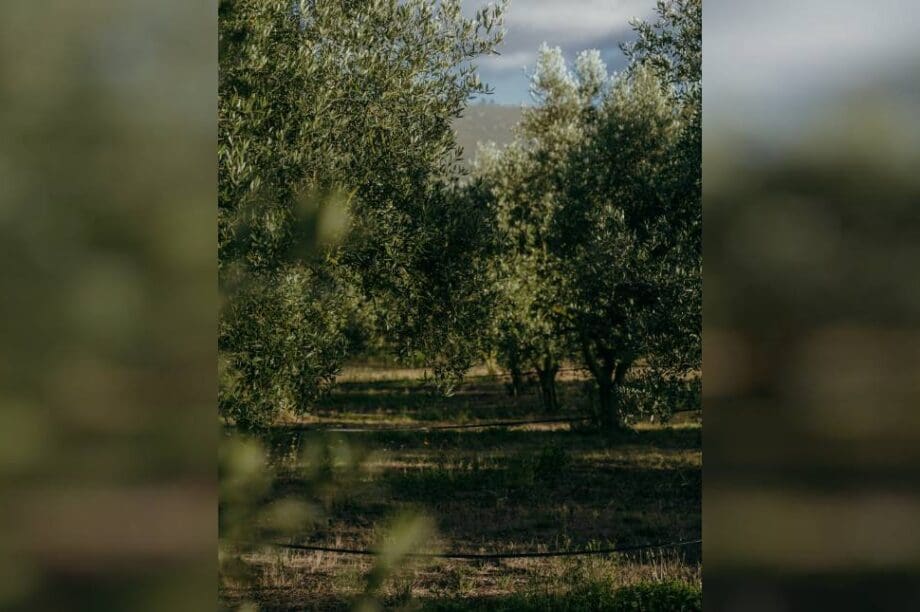 ελιες