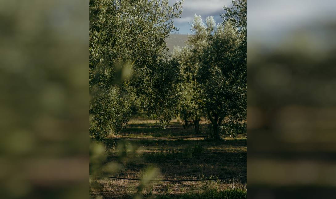 ελιες