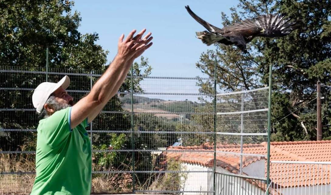 πουλιά