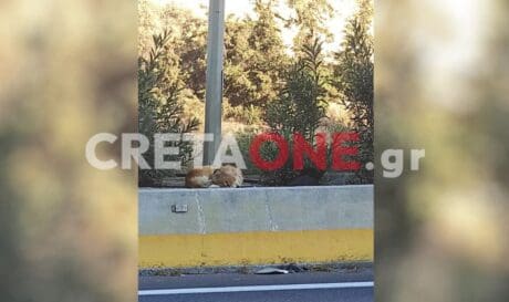 σκύλος ΒΟΑΚ