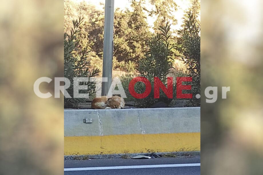 σκύλος ΒΟΑΚ