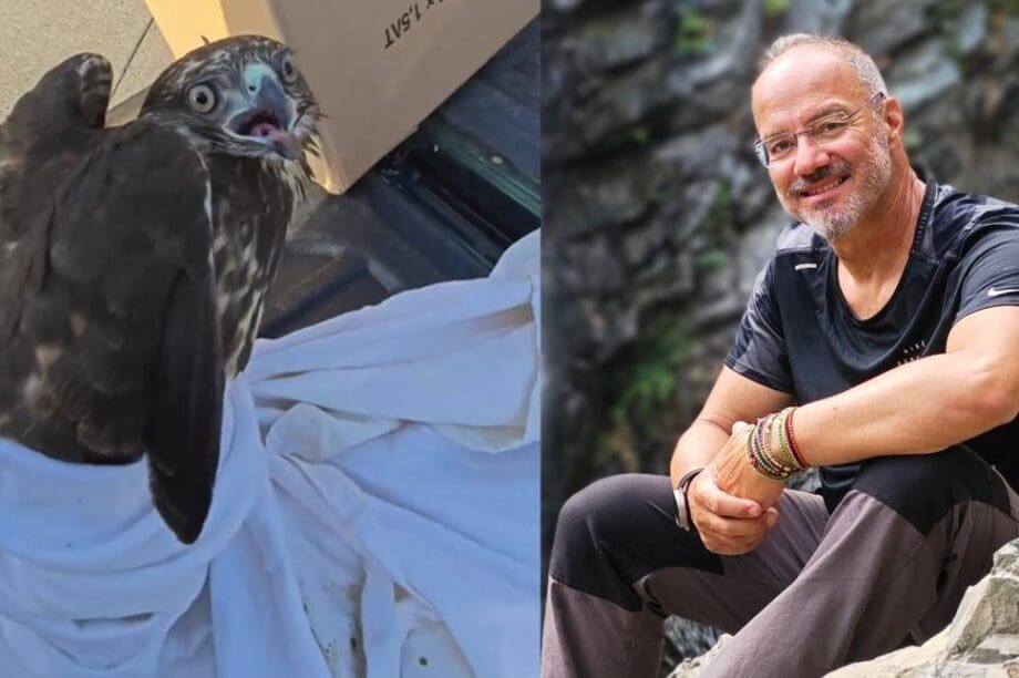 σταυραετός