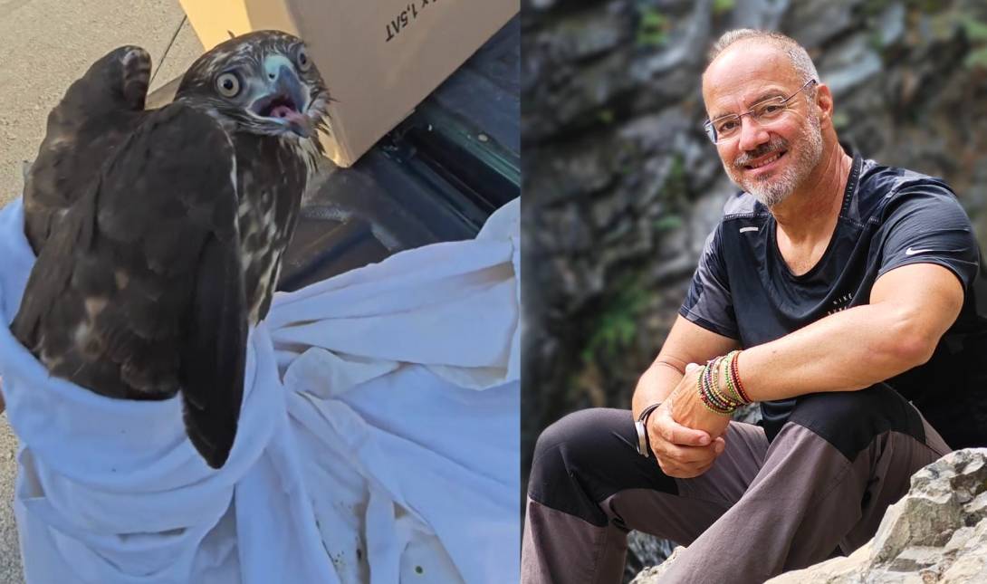 σταυραετός