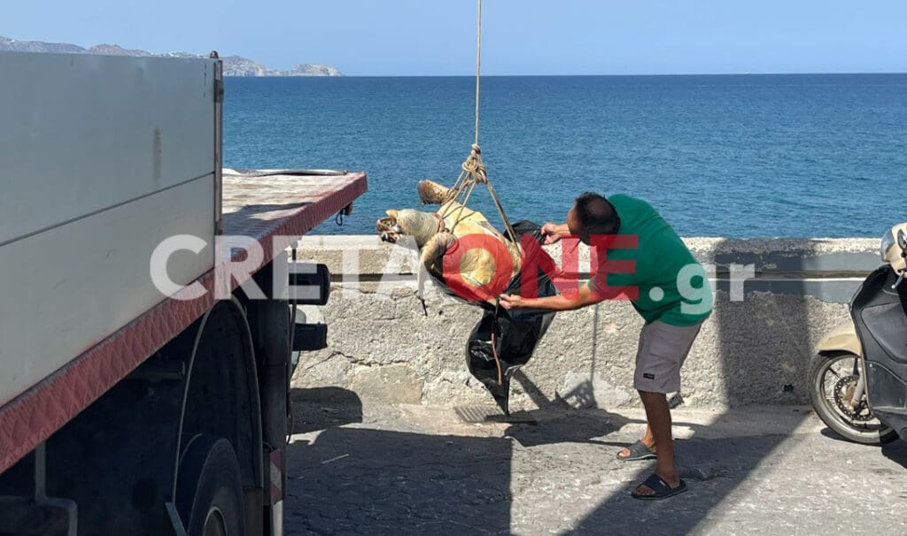 Με γερανό απομάκρυναν νεκρή χελώνα από τον Κούλε