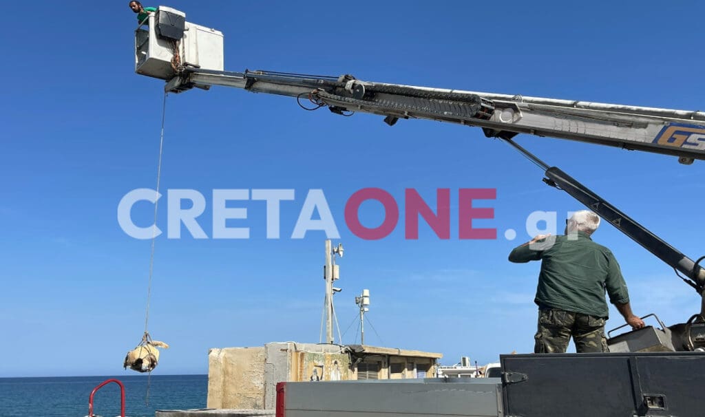 Με γερανό απομάκρυναν νεκρή χελώνα από τον Κούλε