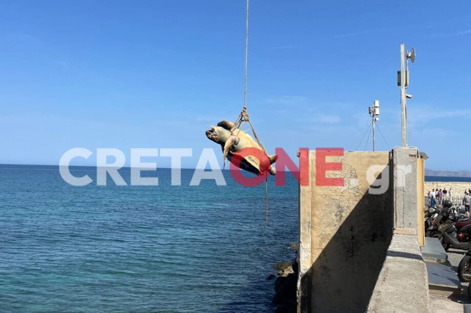 Με γερανό απομάκρυναν νεκρή χελώνα από τον Κούλε