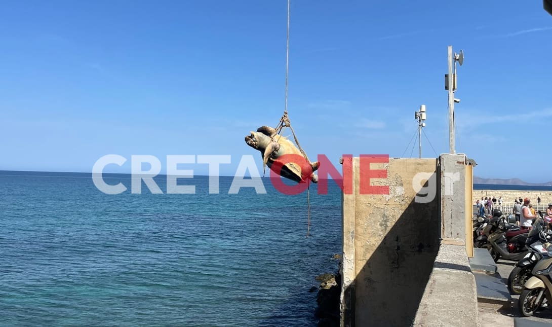 Με γερανό απομάκρυναν νεκρή χελώνα από τον Κούλε