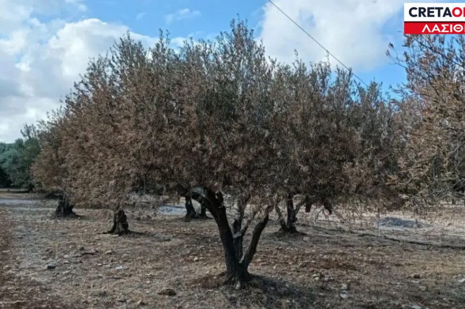 ΕΛΙΕΣ ΛΑΣΙΘΙ