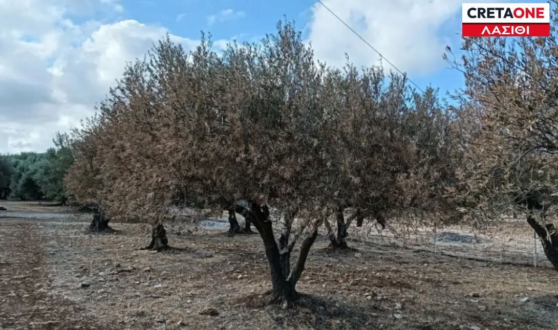 ΕΛΙΕΣ ΛΑΣΙΘΙ