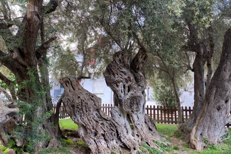 ελιά