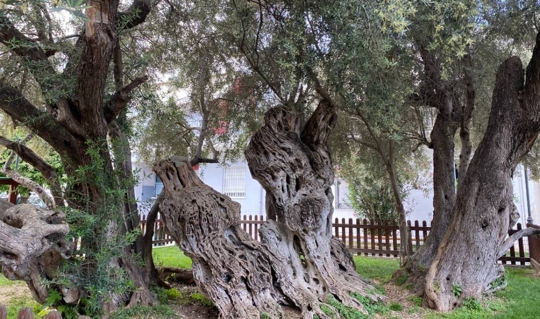ελιά