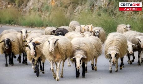 ΠΡΟΒΑΤΑ ΛΑΣΙΘΙ