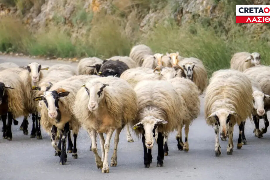 ΠΡΟΒΑΤΑ ΛΑΣΙΘΙ