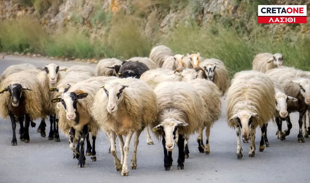 ΠΡΟΒΑΤΑ ΛΑΣΙΘΙ
