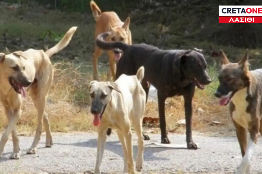 ΑΔΕΣΠΟΤΑ ΛΑΣΙΘΙ