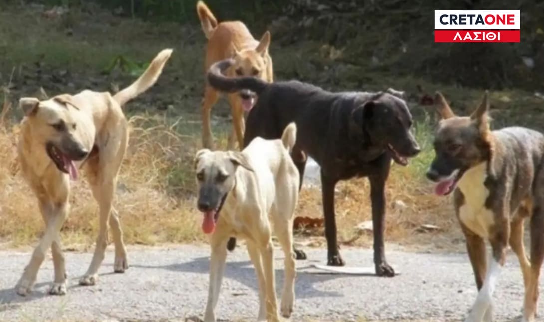 ΑΔΕΣΠΟΤΑ ΛΑΣΙΘΙ