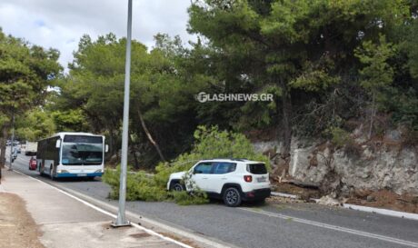 κλαδί δέντρου