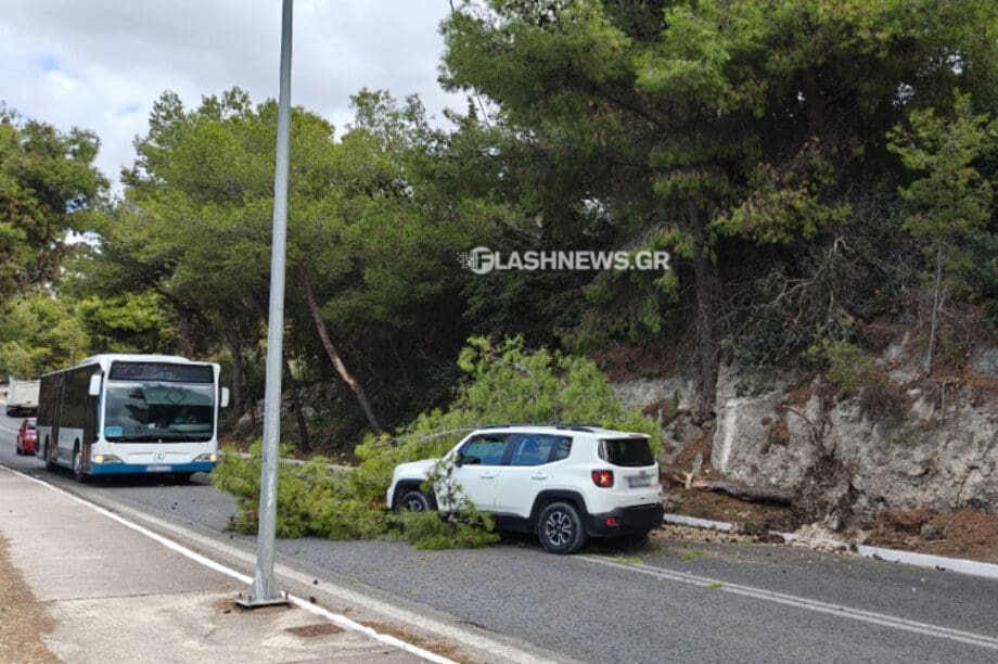 κλαδί δέντρου