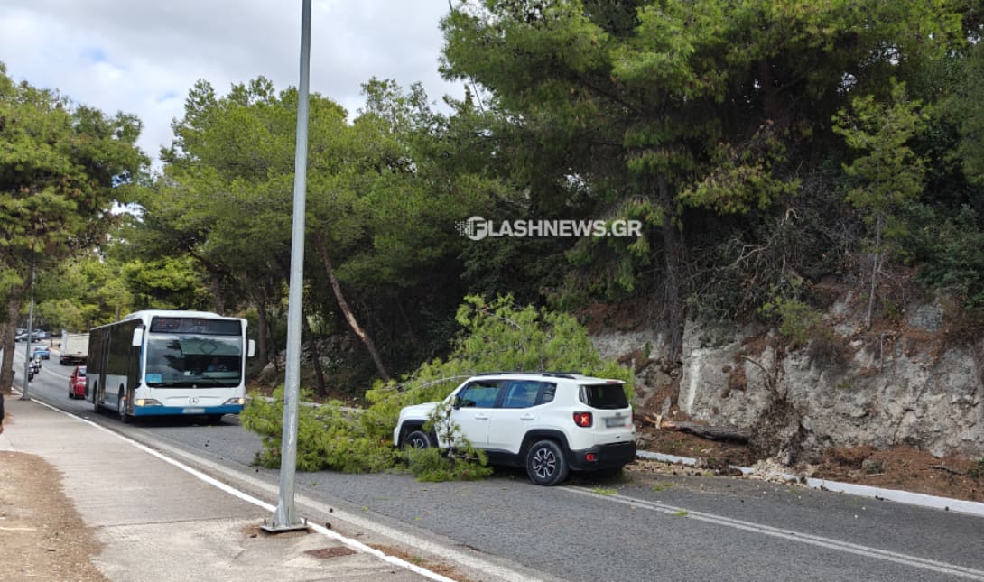 κλαδί δέντρου