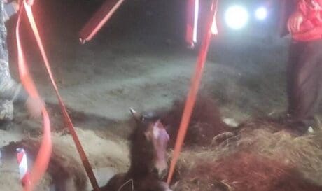 διάσωση άλογο φρέατιο