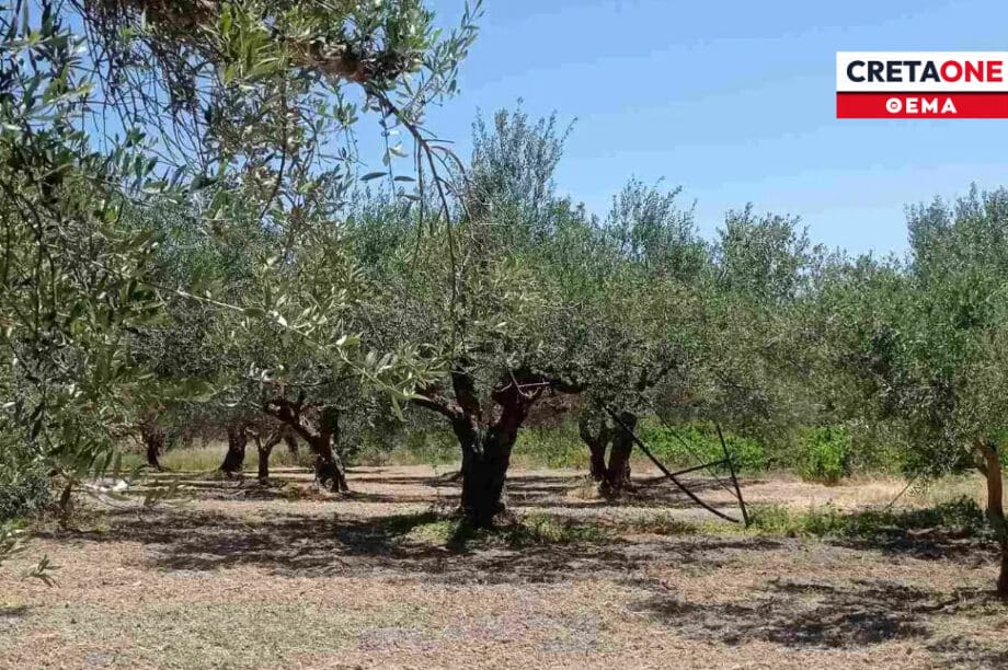 ΕΛΙΈΣ