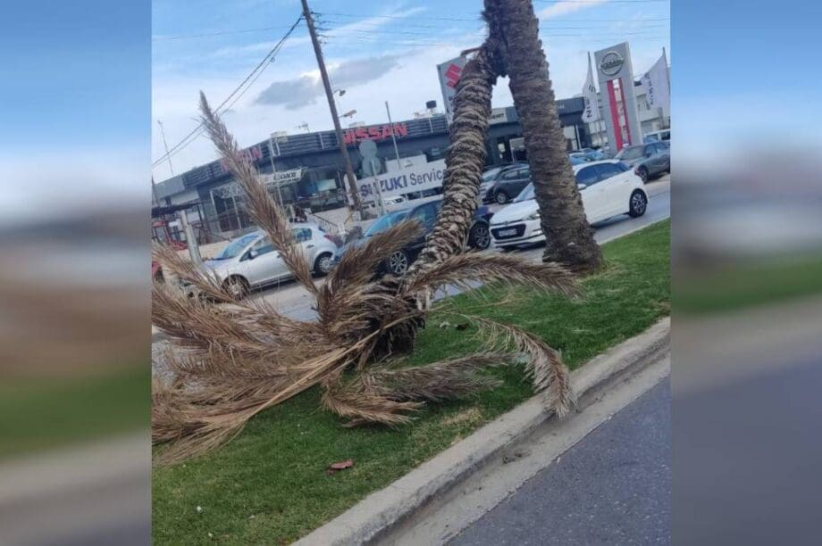 φοίνικας επεσε