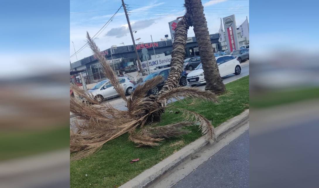 φοίνικας επεσε