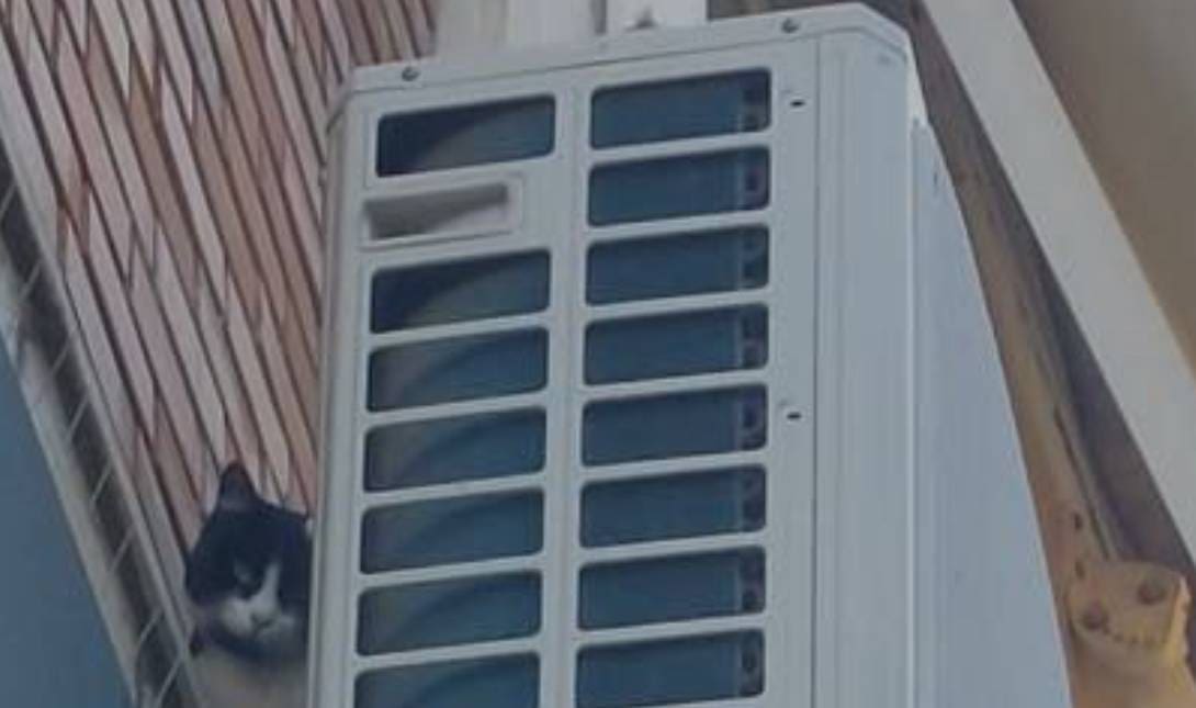 γατάκι