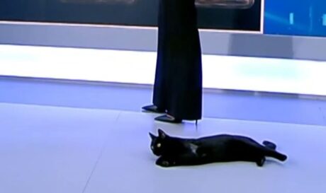 ΓΑΤΑ