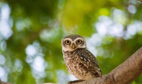 κουκουβαγια ζωο