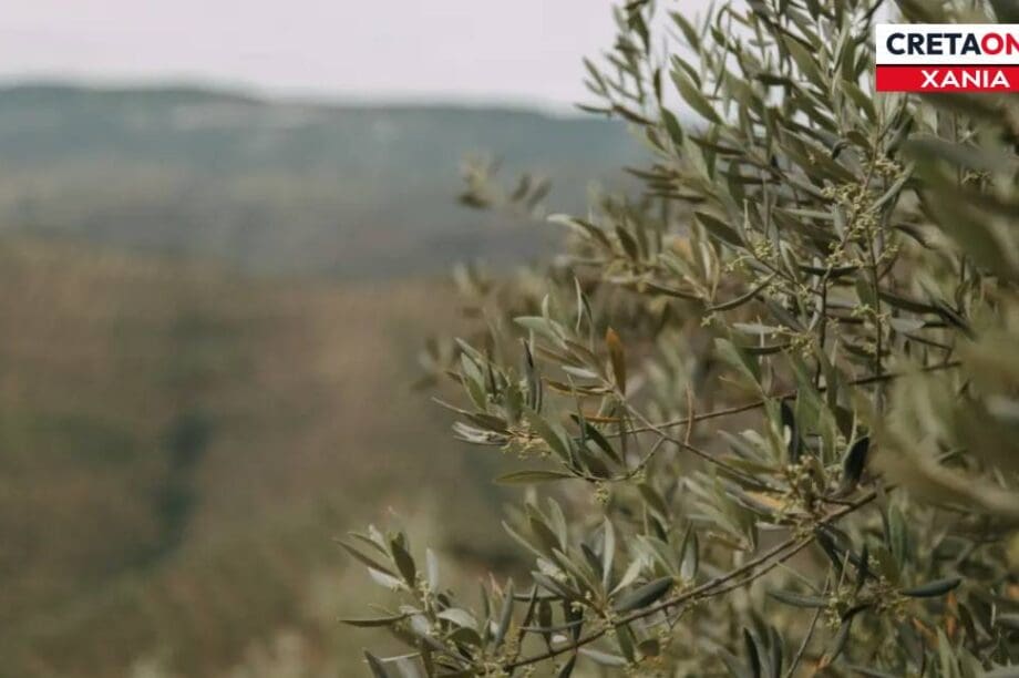 λιομαζωμα καταζητουμενοι Χανιά