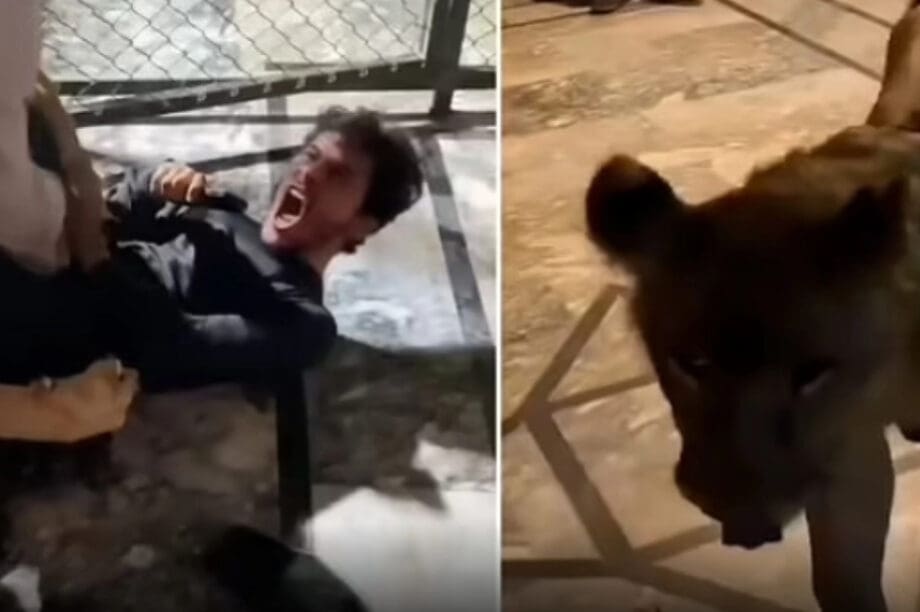 λιονταρι επιθεση