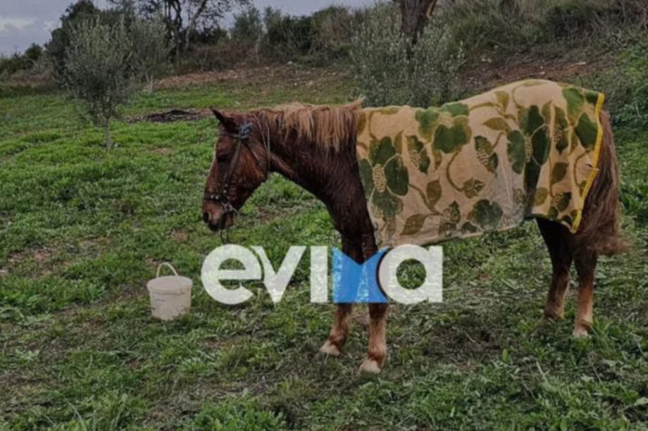 άλογο Εύβοια