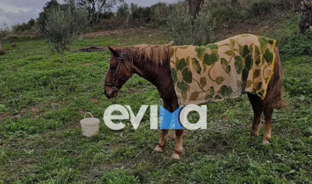 άλογο Εύβοια