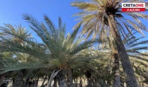 Λασίθι: Συνελήφθη επιχειρηματίας για 68 ομπρέλες και 136 ξαπλώστρες χωρίς άδεια σε παραλία